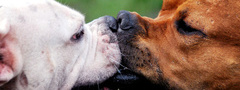 собаки, поцелуй, носы