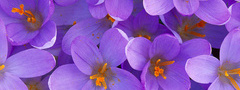 цветы, фиолетовые, красивые