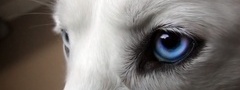 волк, белый, глаз