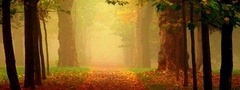 осень, аллея, деревья, дорога, листья