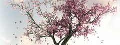 дерево, цветение, розовые, лепестки, сакура
