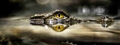 крокодил, глаз, вода