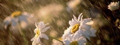 Цветы, дождь, солнце
