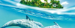 океан, вода, дельфины, волна, остров, пальмы