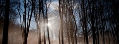 лес, туман, солнце