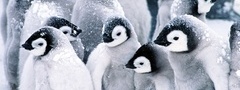 пингвины, линуксы, молодые