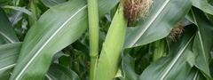 кукуруза, листья, стебли