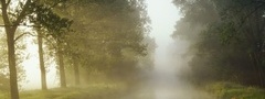 аллея, туман, утро