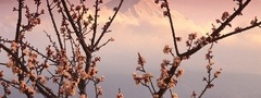 япония, сакура, фудзияма, весна