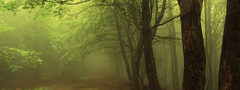 природа, дерево, туман, тропинка
