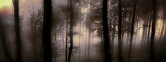 лес, туман, деревья