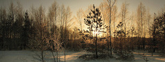 зима, снег, деревья, солнце, закат