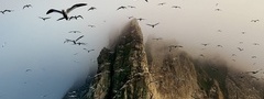 National Geographic, чайки, горы, туман