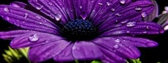 цветок, фиолетовый, лепестки, капли, макро