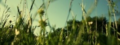 трава, небо, зелень