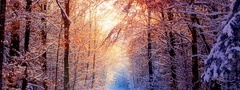зима, свет, лучи, снег, сосны, лес
