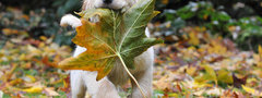собака, листок, осень, шенок