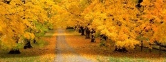 осень, дорога, деревья, листья