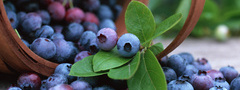 fruits, blueberry, черника, корзина