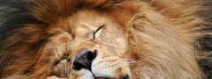 лев, язык, спит