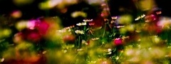 поле, трава, цветы