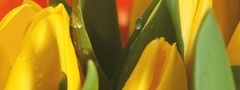 тюльпаны, желтые, лпестки, макро, капли