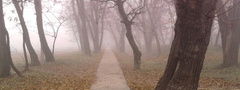 дорожка, туман, осень, листья
