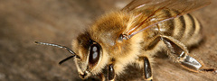пчела, глаза, крылья, насекомое