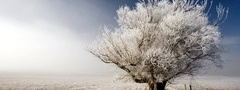 дерево, белое, пустыня