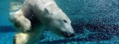 белый медведь, вода, под водой