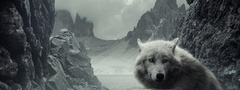 белый, волк, горы