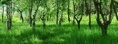 природа, лес, лето, трава