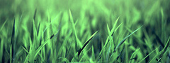 Grass, , 
