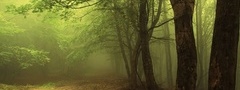 деревья, ветки, туман