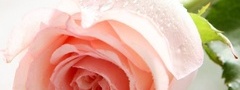 роза, цветок, роса, капли, розовая, лепестки