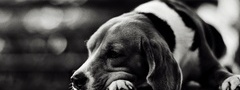 собака, пес, друг, грусть, мордочка, нос, лежит, скамейка, фото, черное, бе ...