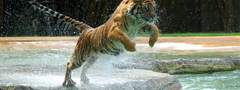 тигр, прыжок, вода