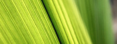 макро листья, фото, листки, зелёный, green macro wallpapers