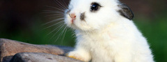 кролик, крольчонок, белый, ушки, малыш