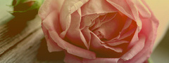 роза, цветок, красота, розовый