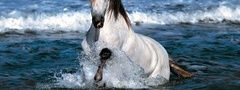лошадь, плывет, вода, море, белая