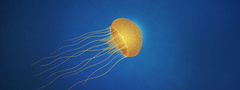 Jellyfish, медуза, глубина