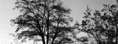 черно-белое, дерево, небо