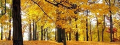 Осень, лес, склон, золото