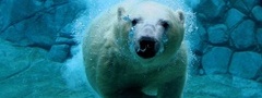 белый медведь, плывёт, подводное, пузырьки, зоопарк