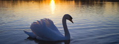 лебедь, птица, озеро, солнце, романтика