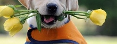собака, щенок, лабрадор, ретривер, цветы, розы