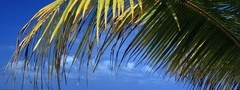 тропики, море, пальма