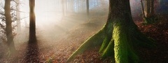 лес, туман, деревья