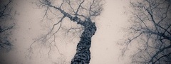 деревья, ветки, снег